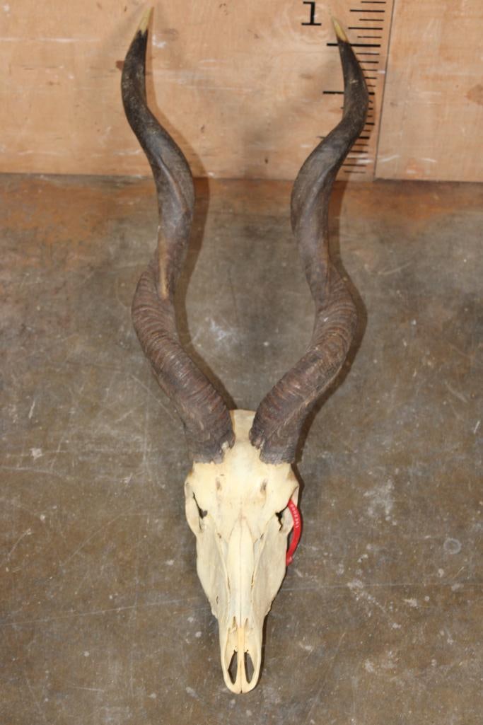 LESSER KUDU Skull (1 of 5)