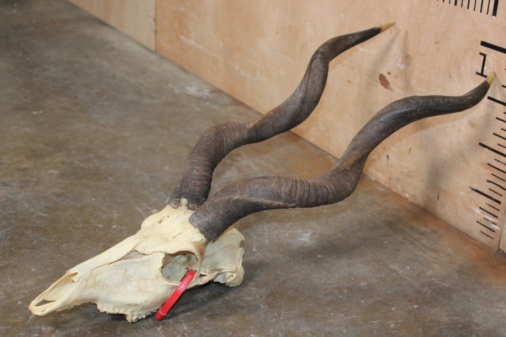LESSER KUDU Skull - 2