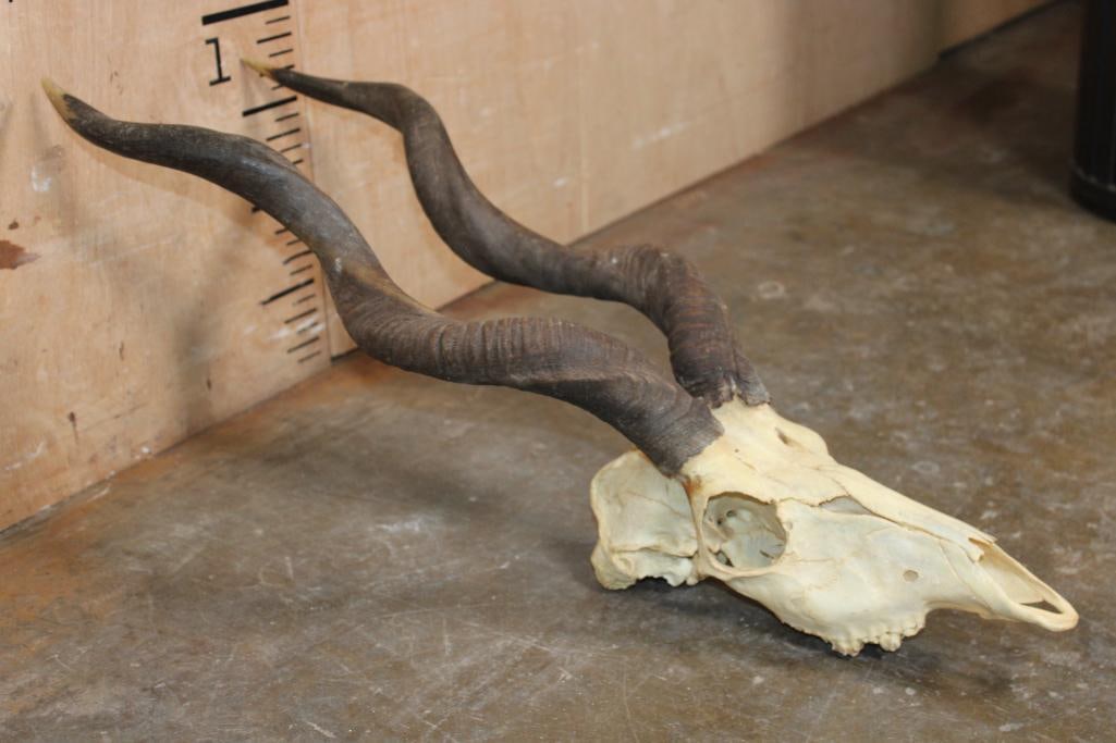 LESSER KUDU Skull - 3