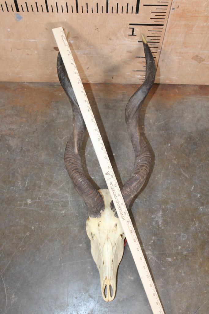 LESSER KUDU Skull - 4