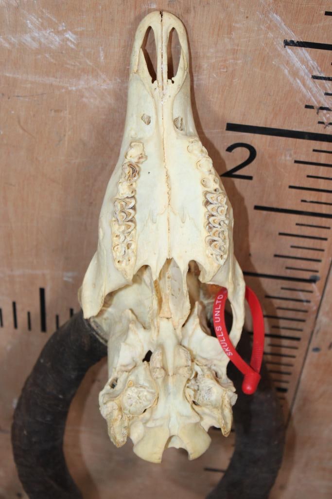 LESSER KUDU Skull - 5