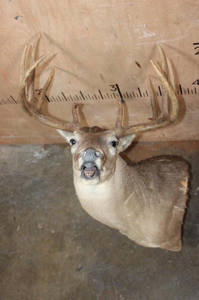 10-Point "Open Mouth" WHITETAIL DEER Pedestal Mount with No Pedestal: 10-Point "Open Mouth" WHITETAIL DEER Pedestal Mount with No Pedestal. It has a 19" Spread. There are 2 small bald sports on the back and another on the right ear. It is in Fair Condition. TAXIDERMY&nb