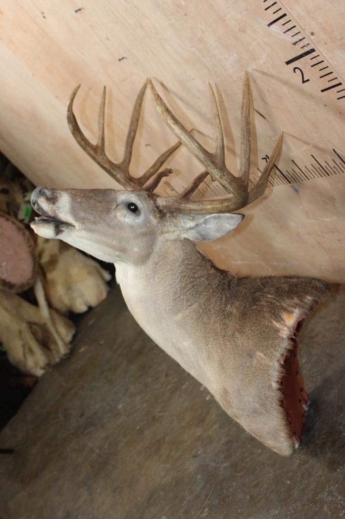 10-Point "Open Mouth" WHITETAIL DEER Pedestal Mount with No Pedestal - 2