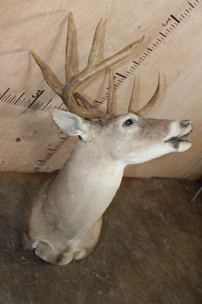 10-Point "Open Mouth" WHITETAIL DEER Pedestal Mount with No Pedestal - 3
