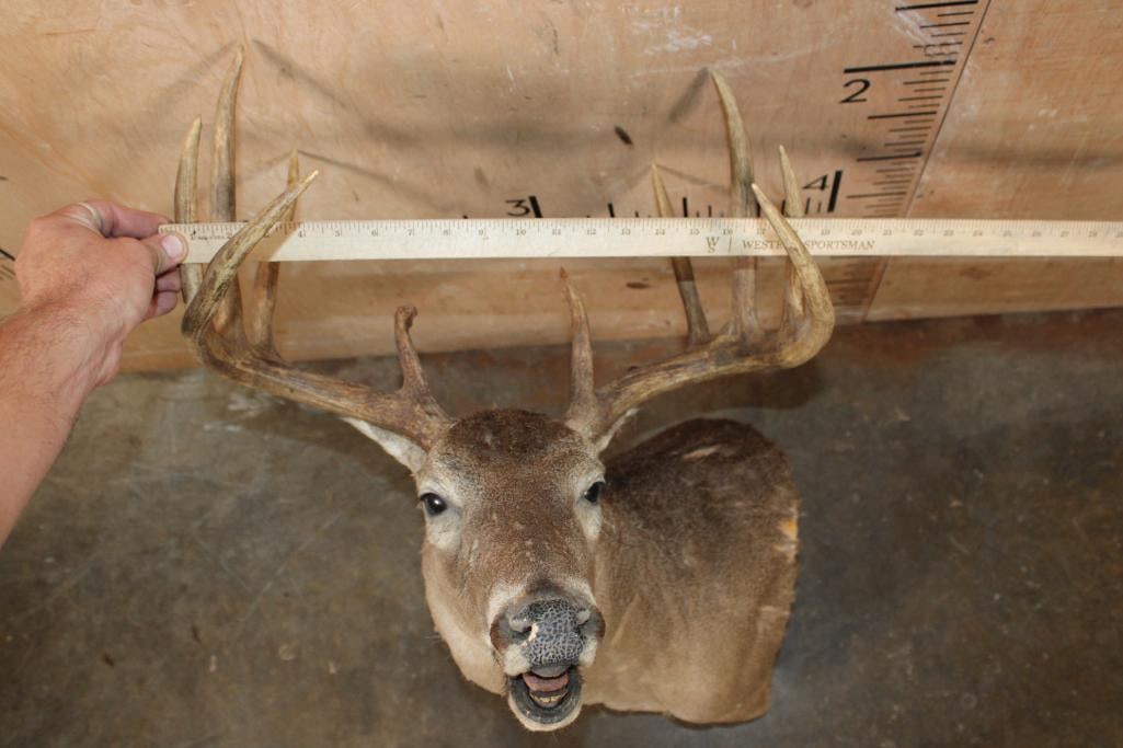 10-Point "Open Mouth" WHITETAIL DEER Pedestal Mount with No Pedestal - 5
