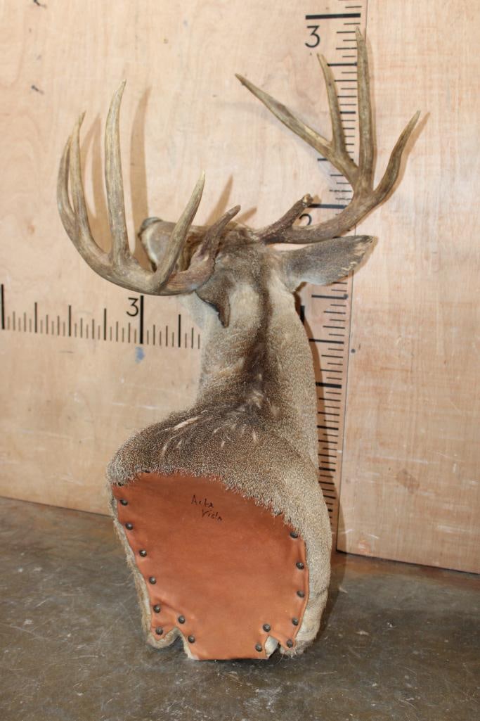 10-Point "Open Mouth" WHITETAIL DEER Pedestal Mount with No Pedestal - 6