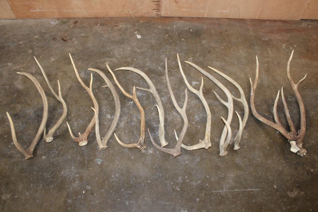 (10) AXIS DEER Antler Sheds and (2) AXIS DEER Cut-offs (1 of 4)