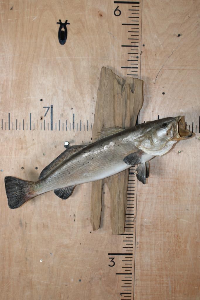 *Real Skin* SPOTTED SEA TROUT Mounted on Driftwood (1 of 6)