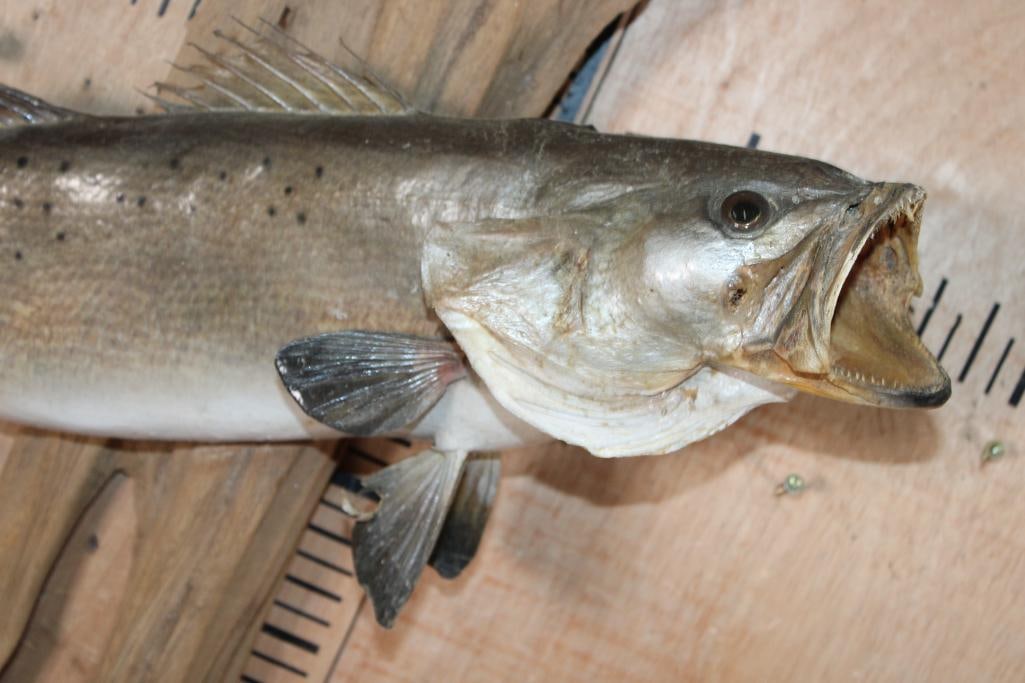 *Real Skin* SPOTTED SEA TROUT Mounted on Driftwood - 2