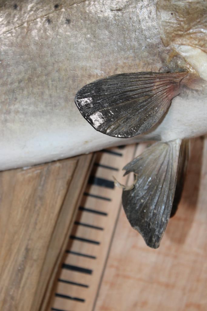 *Real Skin* SPOTTED SEA TROUT Mounted on Driftwood - 3