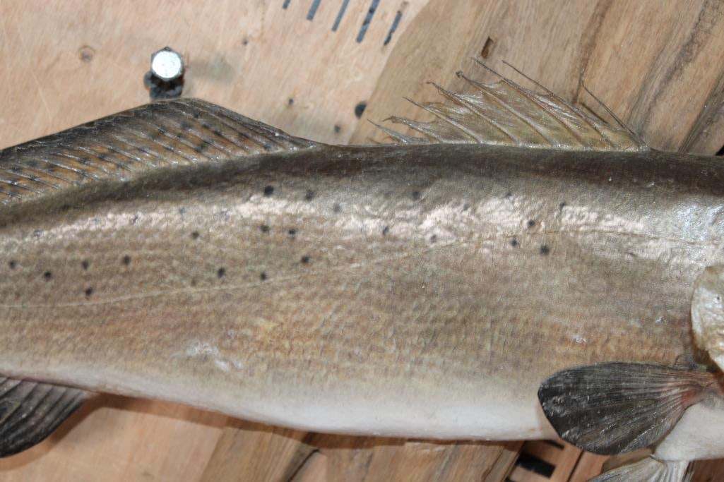 *Real Skin* SPOTTED SEA TROUT Mounted on Driftwood - 4