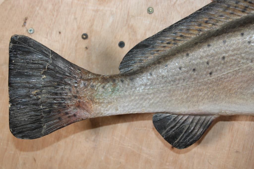 *Real Skin* SPOTTED SEA TROUT Mounted on Driftwood - 5