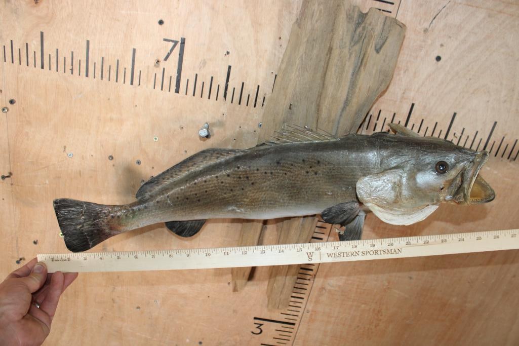 *Real Skin* SPOTTED SEA TROUT Mounted on Driftwood - 6