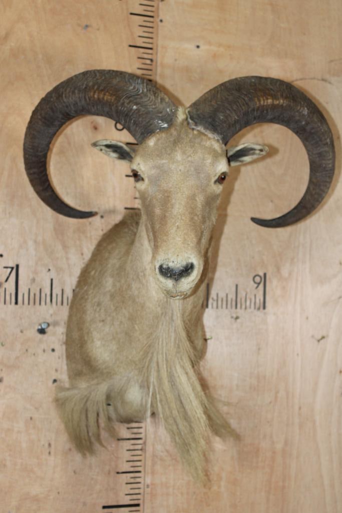 XL AOUDAD Shoulder Mount (1 of 7)