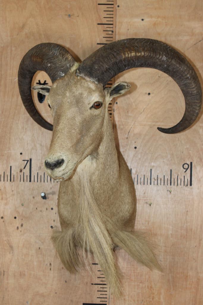 XL AOUDAD Shoulder Mount - 2