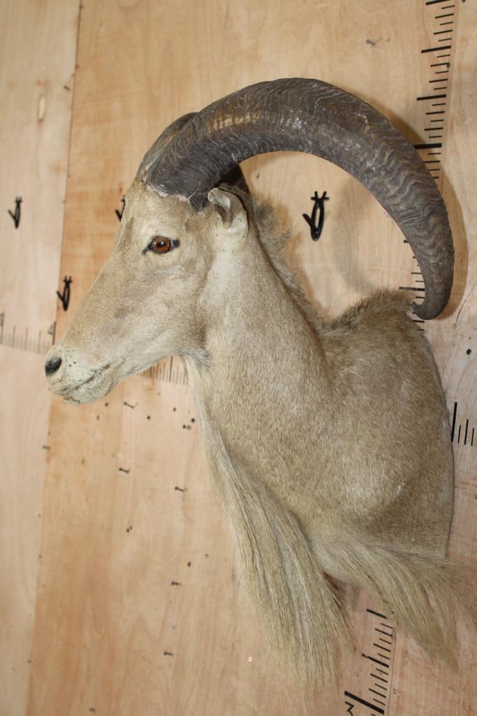 XL AOUDAD Shoulder Mount - 3