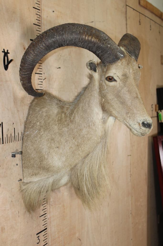 XL AOUDAD Shoulder Mount - 4