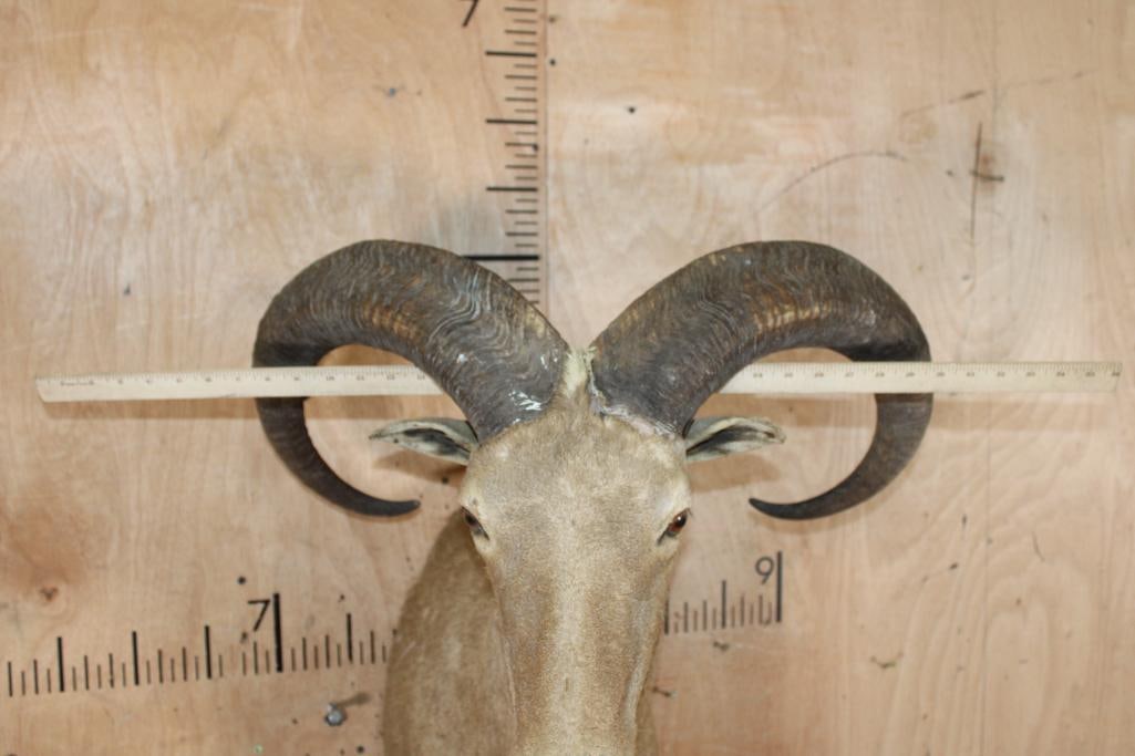 XL AOUDAD Shoulder Mount - 6