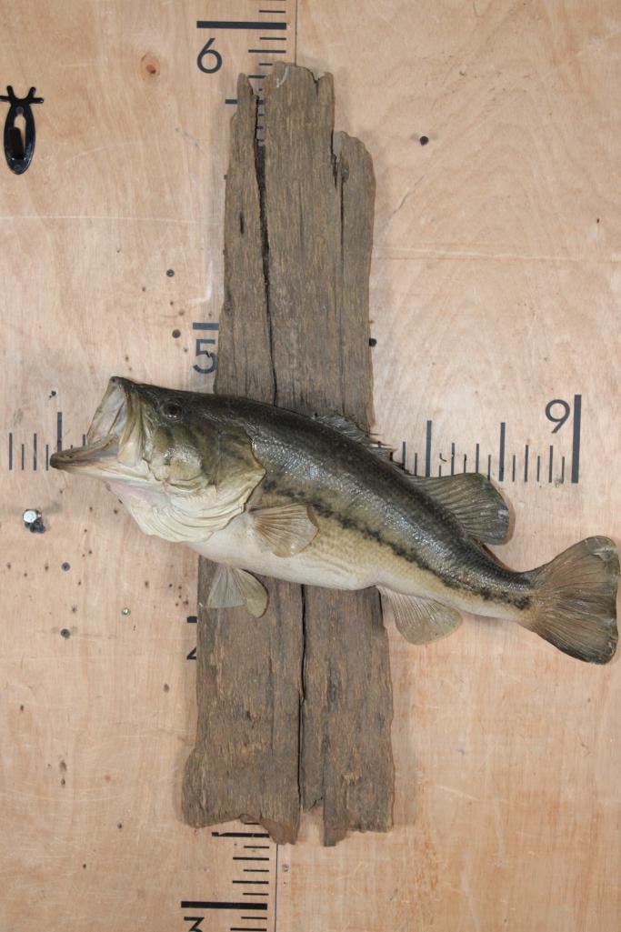 *Real Skin* LARGEMOUTH BASS Fish Mounted on Driftwood: *Real Skin* LARGEMOUTH BASS Fish Mounted on Driftwood. The Total Mount measures 31" Tall x 22" Wide. TAXIDERMY FISH 