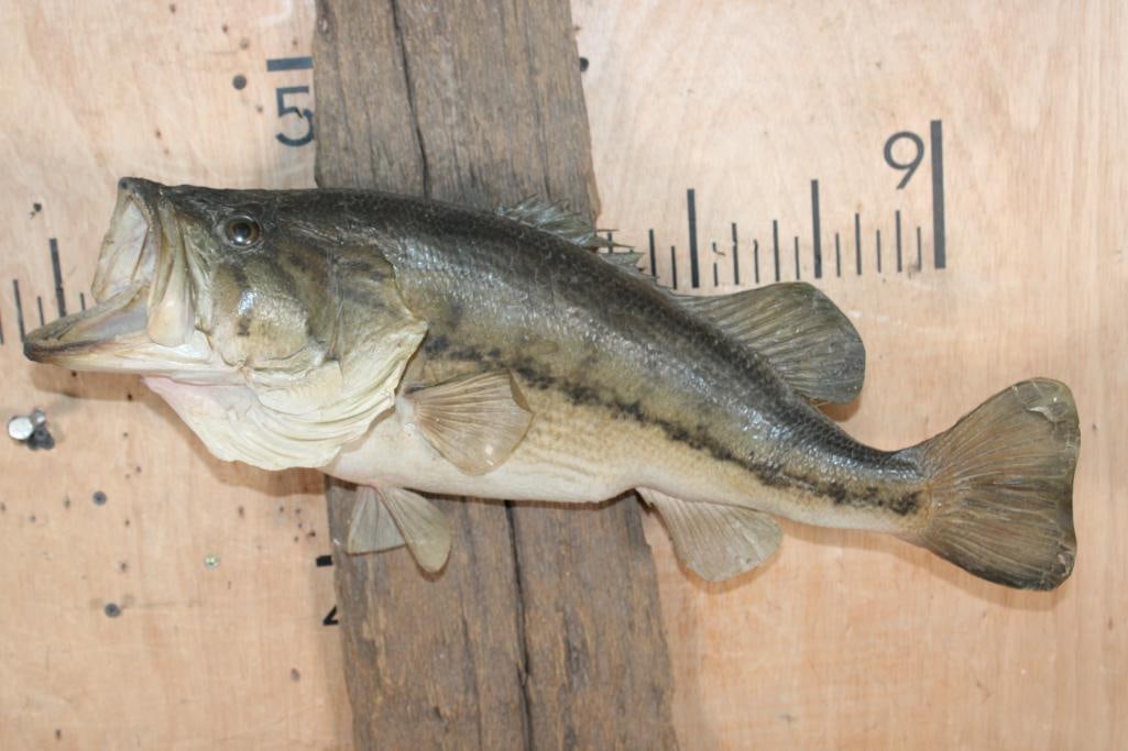 *Real Skin* LARGEMOUTH BASS Fish Mounted on Driftwood - 2