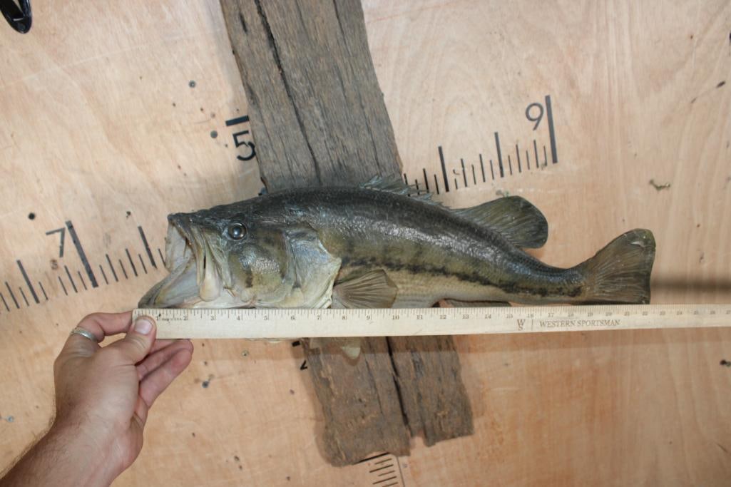 *Real Skin* LARGEMOUTH BASS Fish Mounted on Driftwood - 3