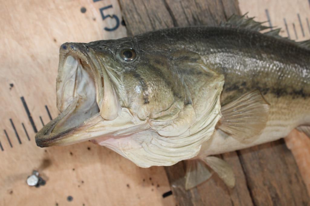 *Real Skin* LARGEMOUTH BASS Fish Mounted on Driftwood - 4