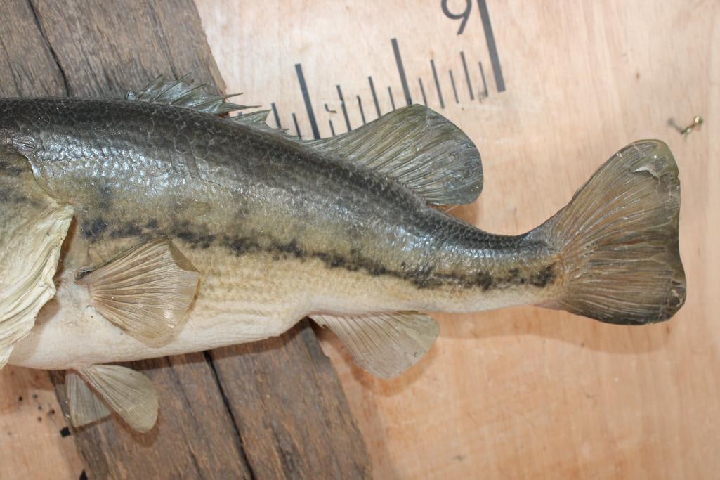 *Real Skin* LARGEMOUTH BASS Fish Mounted on Driftwood - 5