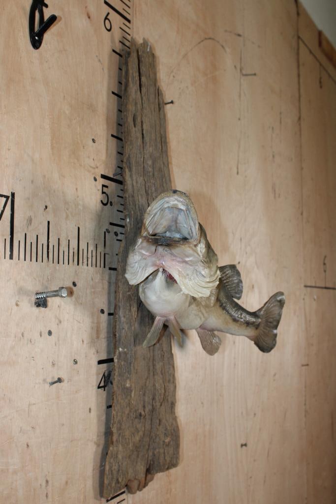 *Real Skin* LARGEMOUTH BASS Fish Mounted on Driftwood - 6