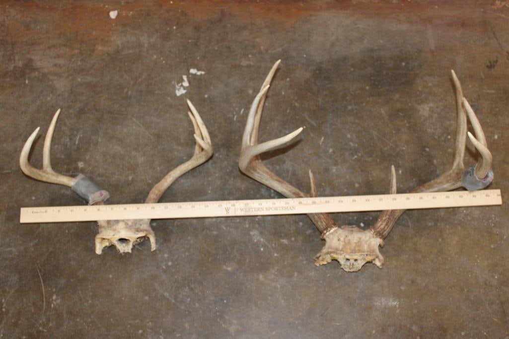 (2) WHITETAIL DEER Antler Racks on Skull Caps (1 of 3)