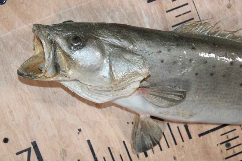 *Real Skin* SPOTTED SEA TROUT Fish Mount - 2