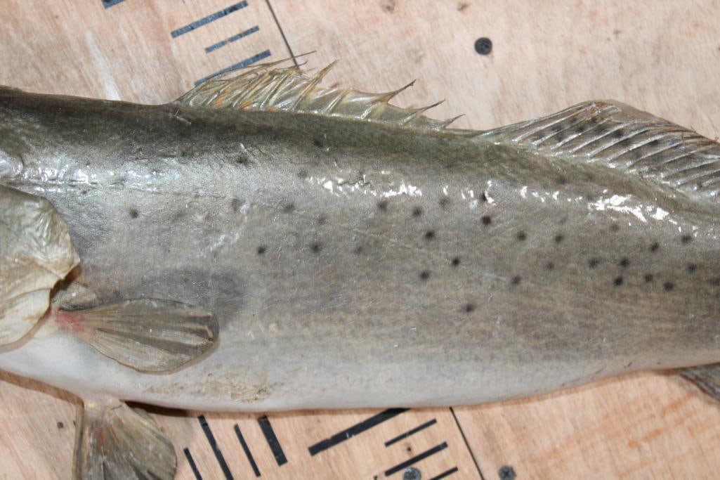 *Real Skin* SPOTTED SEA TROUT Fish Mount - 3