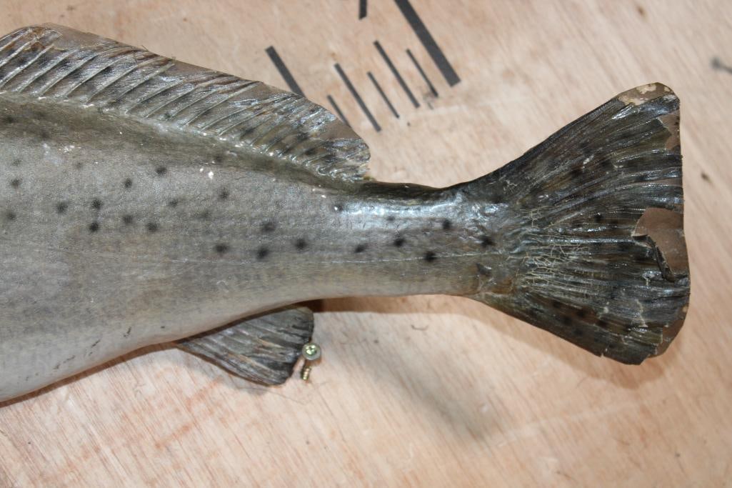 *Real Skin* SPOTTED SEA TROUT Fish Mount - 4