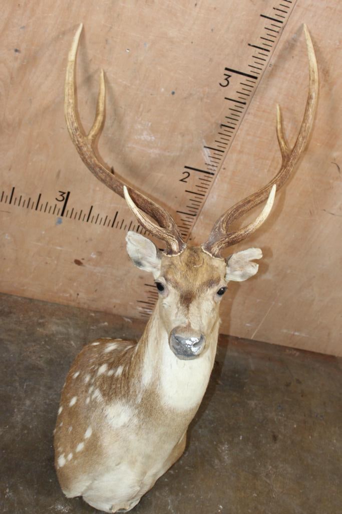 AXIS DEER Pedestal Mount with No Pedestal: AXIS DEER Pedestal Mount with No Pedestal. It has a 24.5" Spread and is in Fair Condition. TAXIDERMY 