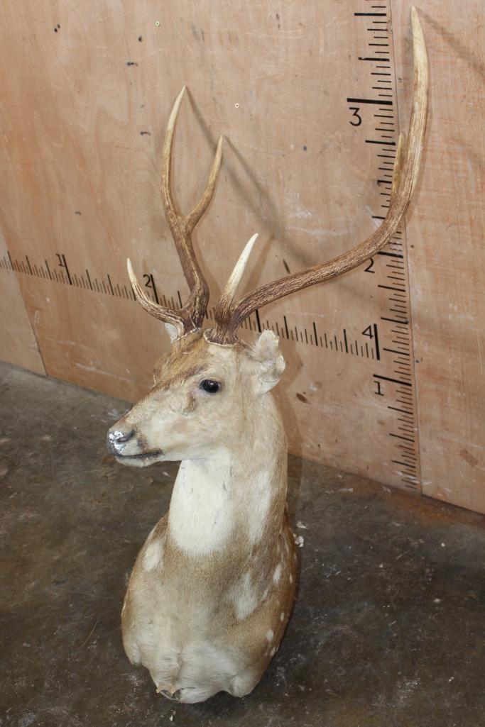 AXIS DEER Pedestal Mount with No Pedestal - 2
