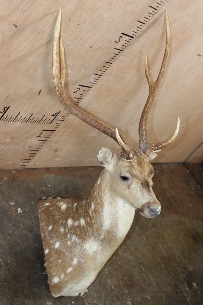 AXIS DEER Pedestal Mount with No Pedestal - 3