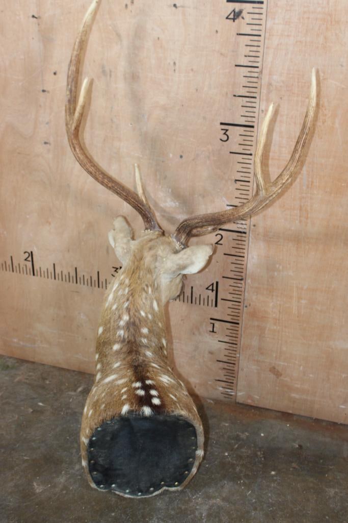 AXIS DEER Pedestal Mount with No Pedestal - 4