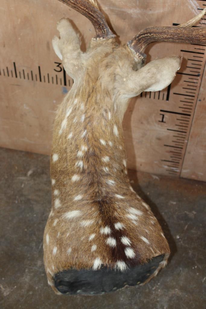 AXIS DEER Pedestal Mount with No Pedestal - 5