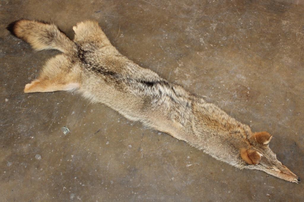 COYOTE Hide or COYOTE Pelt: COYOTE Hide or COYOTE Pelt. It measures 61" Long and is in Good Condition. TAXIDERMY HIDES 
