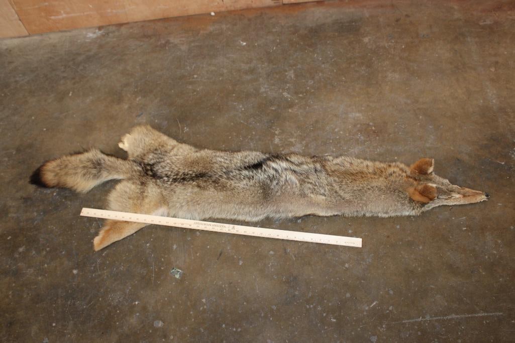 COYOTE Hide or COYOTE Pelt - 2