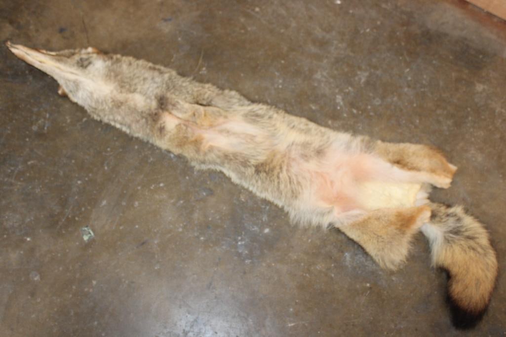 COYOTE Hide or COYOTE Pelt - 3