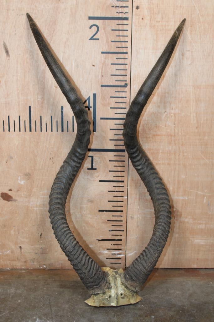 *TEXAS RESIDENTS ONLY* ADDAX Horns on a Skull Cap (1 of 2)
