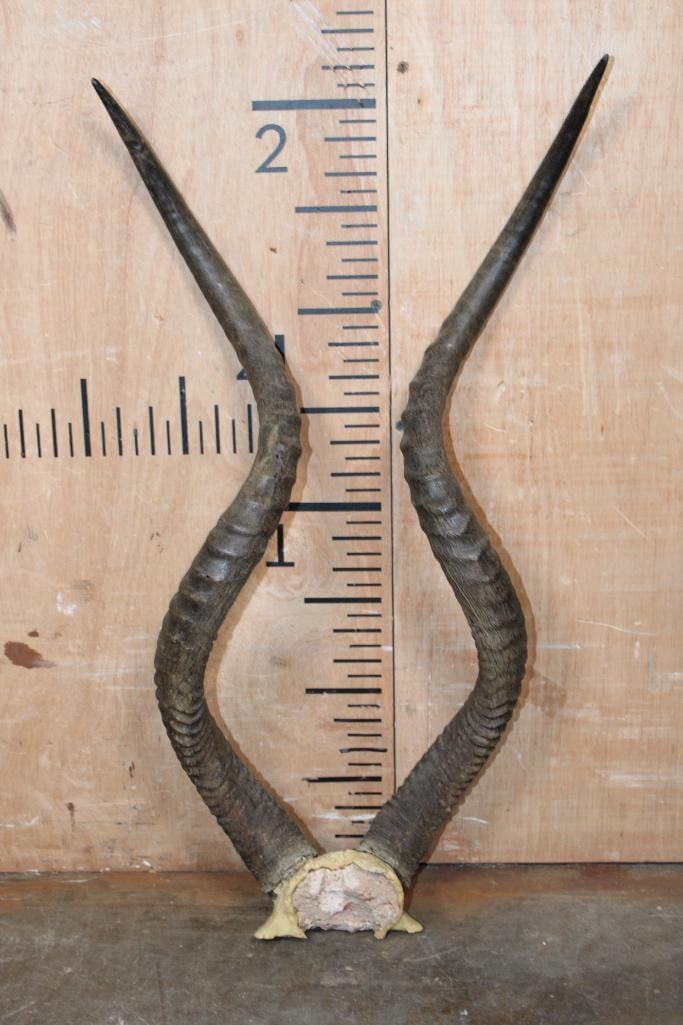 *TEXAS RESIDENTS ONLY* ADDAX Horns on a Skull Cap - 2