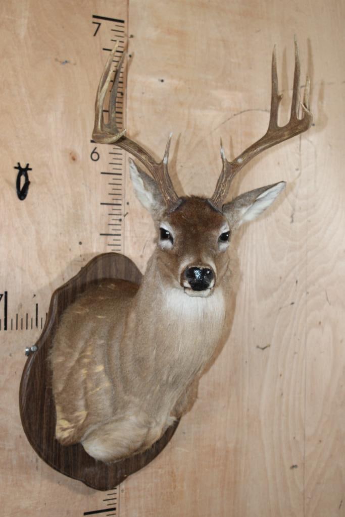 10-Point WHITETAIL DEER Shoulder Mount on a Damaged Wood Plaque: 10-Point WHITETAIL DEER Shoulder Mount with a 17 1/8" Spread. It is on a damaged (peeling) Wood Plaque. TAXIDERMY 