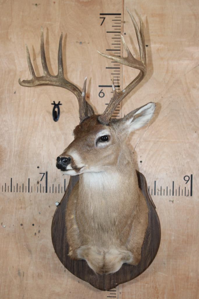 10-Point WHITETAIL DEER Shoulder Mount on a Damaged Wood Plaque - 2