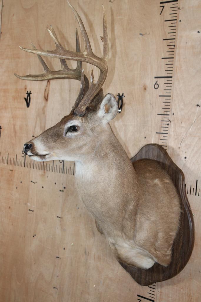 10-Point WHITETAIL DEER Shoulder Mount on a Damaged Wood Plaque - 3