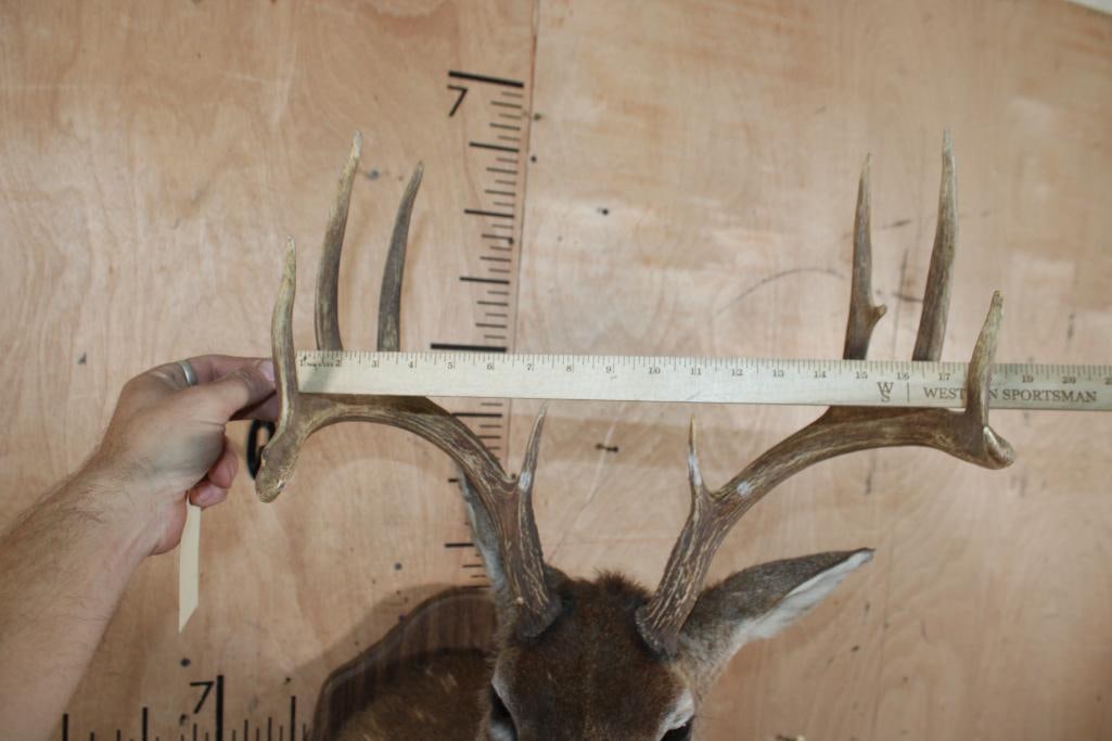 10-Point WHITETAIL DEER Shoulder Mount on a Damaged Wood Plaque - 4