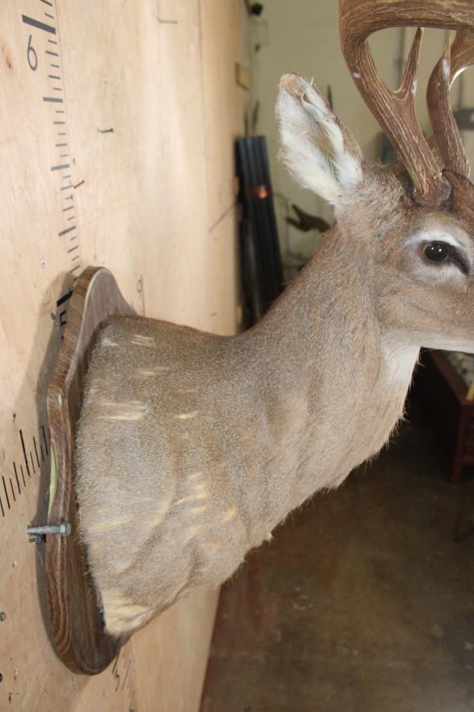10-Point WHITETAIL DEER Shoulder Mount on a Damaged Wood Plaque - 5