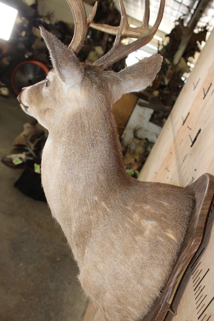 10-Point WHITETAIL DEER Shoulder Mount on a Damaged Wood Plaque - 7