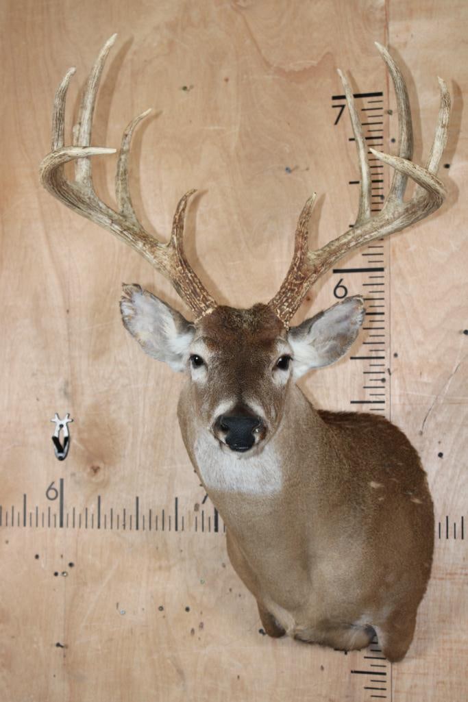 10-Point WHITETAIL DEER Shoulder Mount: Very Respectable 10-Point WHITETAIL DEER Shoulder Mount. It has a 22" Spread, ther are some bald spots on the back and ears. TAXIDERMY 