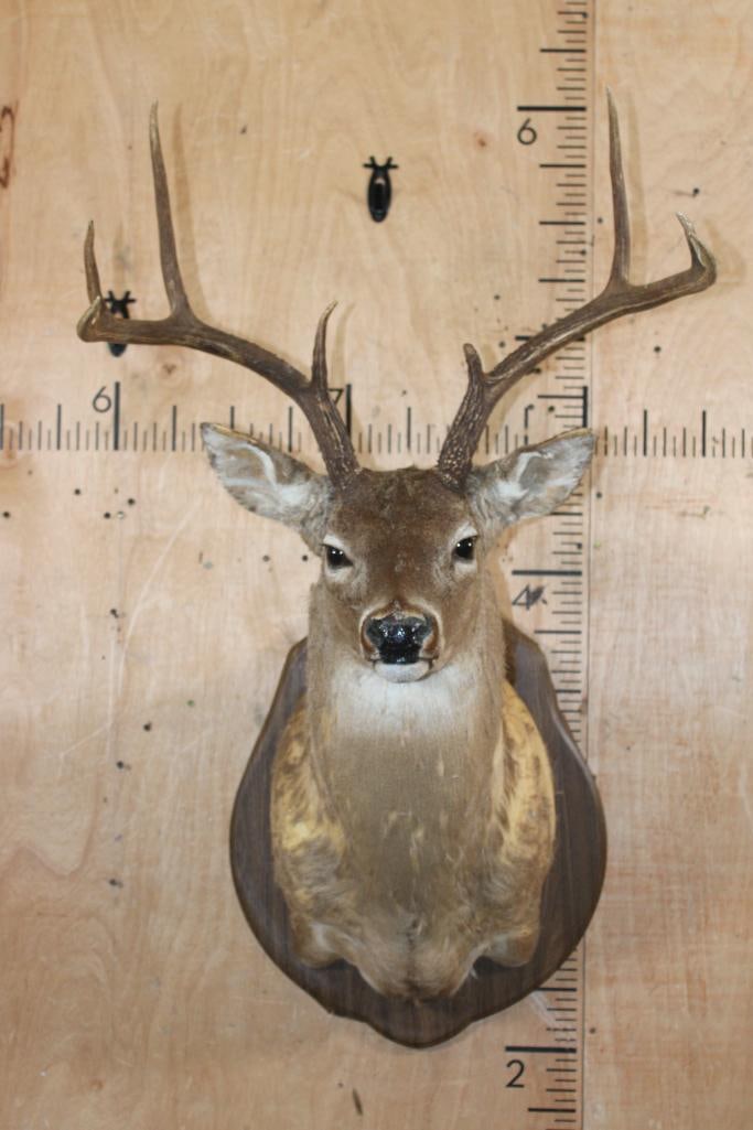 WHITETAIL DEER Shoulder Mount Taxidermy Form with a Wide 8-Point Rack and mounted on a Wood Plaque: WHITETAIL DEER Shoulder Mount Taxidermy Form. It has Wide 8-Point Antler Rack with a 23 3/8" Spread and is mounted on a Wood Plaque. TAXIDERMY FORMS 